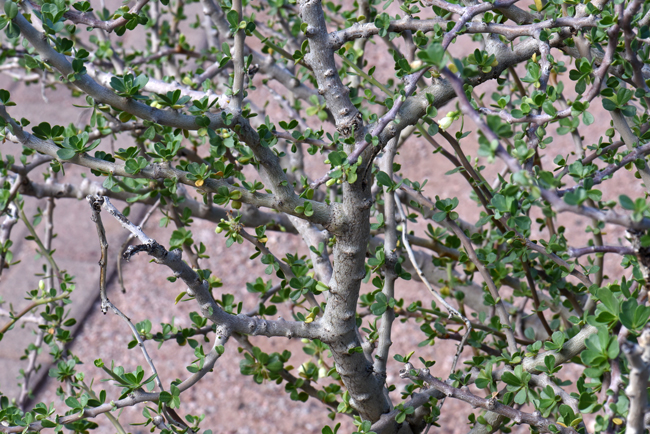 Physicnut or Limberbush are large heavily branched shrubs with spreading branches. The stems very in color from; grayish, yellow to reddish to reddish-brown. Stems and leaves are hairless. The young shoots exude watery yellow latex and red sap in older shoots. Jatropha cuneata 